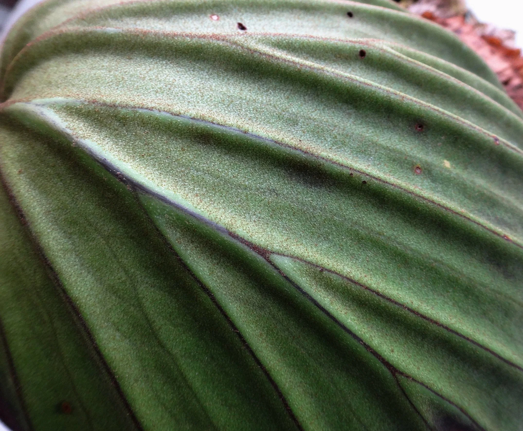 Platycerium madagascariense - Waffles and Dream — Exotica Esoterica
